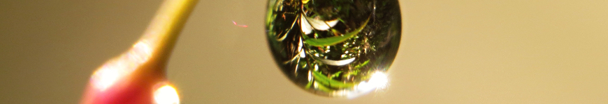 overview header img Doc. Dones Rinaldi